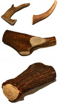 Hirsch-Geweih